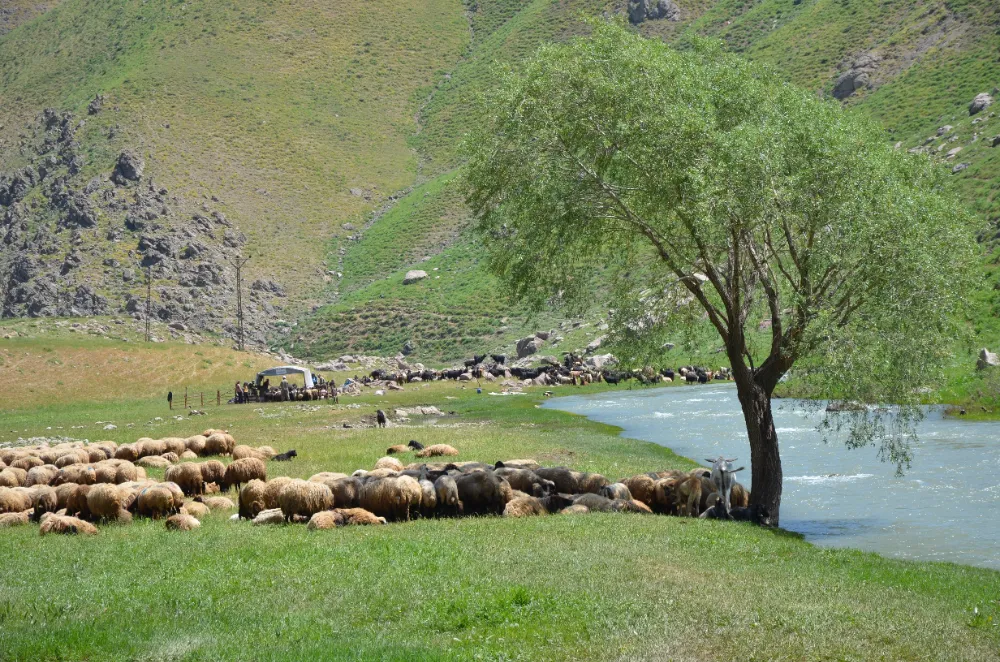 ŞIRNAK’TA ŞAP HASTALIĞI: 7 KÖY KARANTİNAYA ALINDI